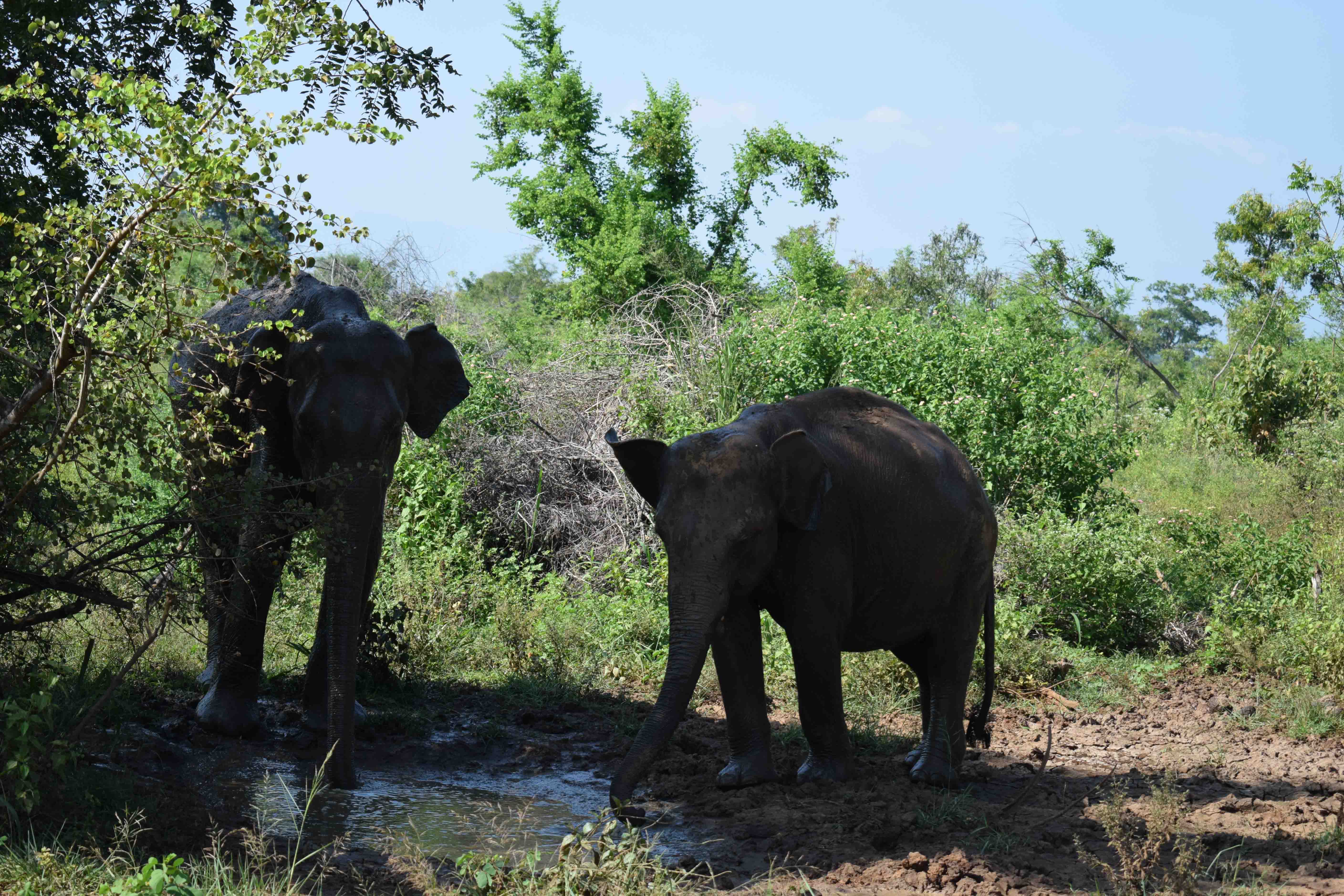 Udawalawe National Park